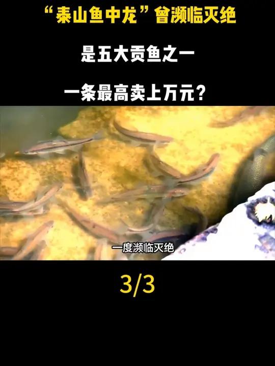 “泰山鱼中龙”曾濒临灭绝,是五大贡鱼之一,一条最高卖上万元?