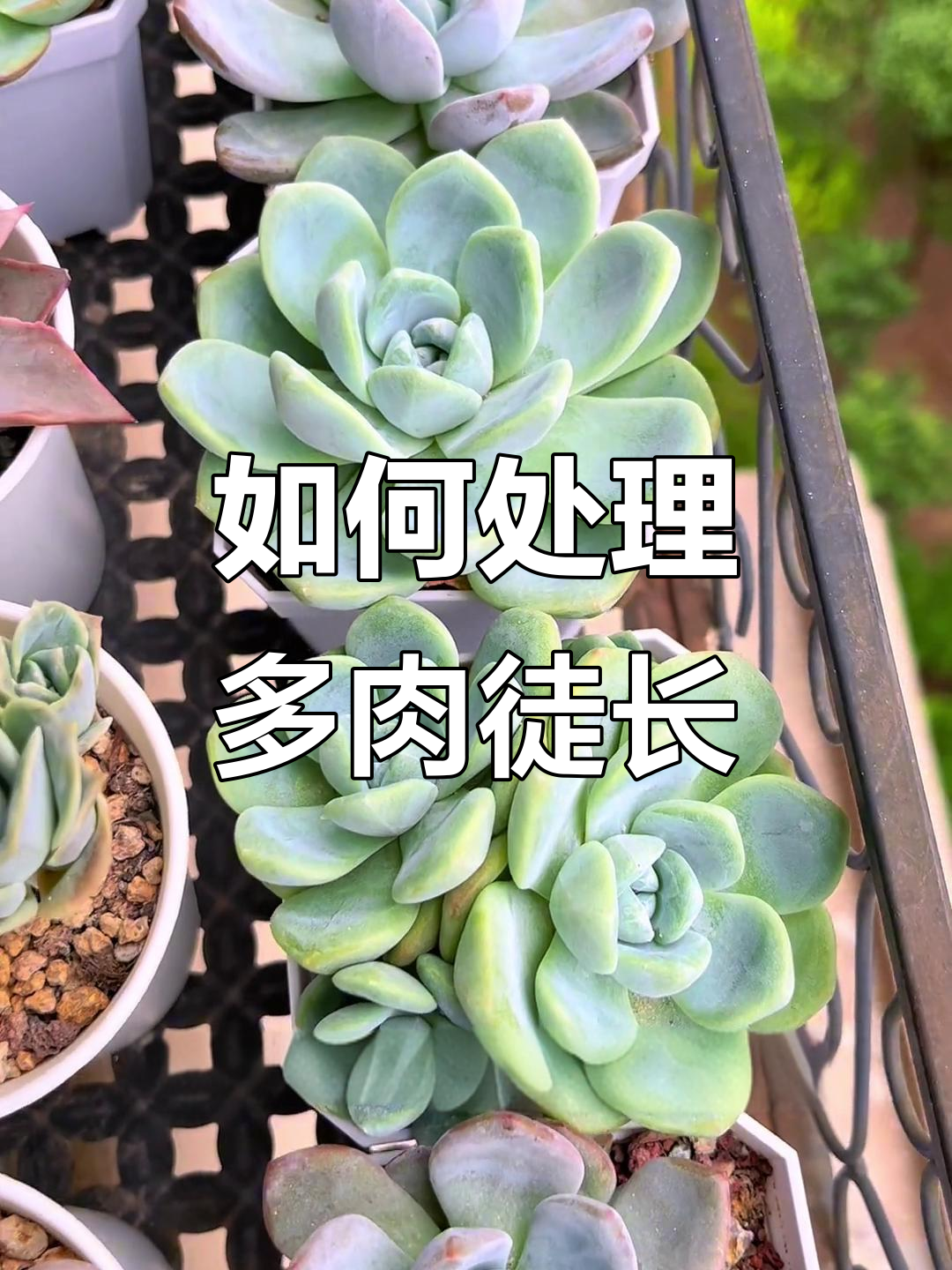 多肉摊大饼怎么办？新手必看养护技巧