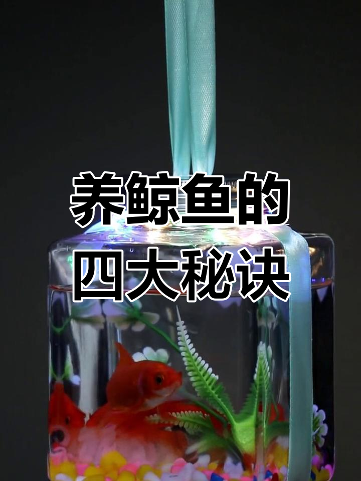 鲸鱼养殖技巧:从罐装到家庭水族箱的转变