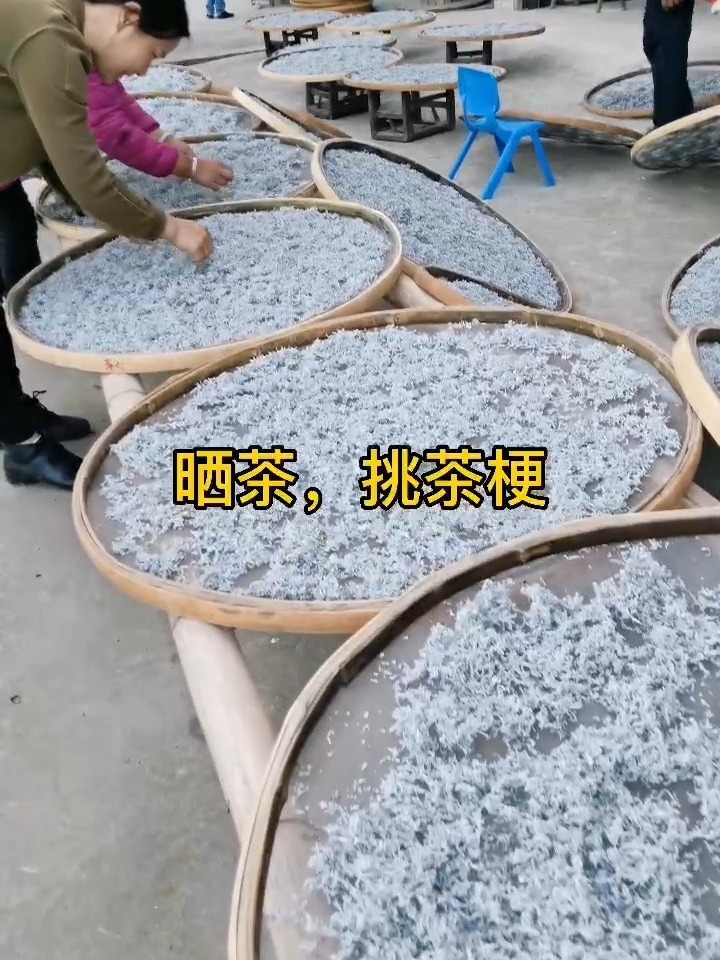 莓茶制作全过程