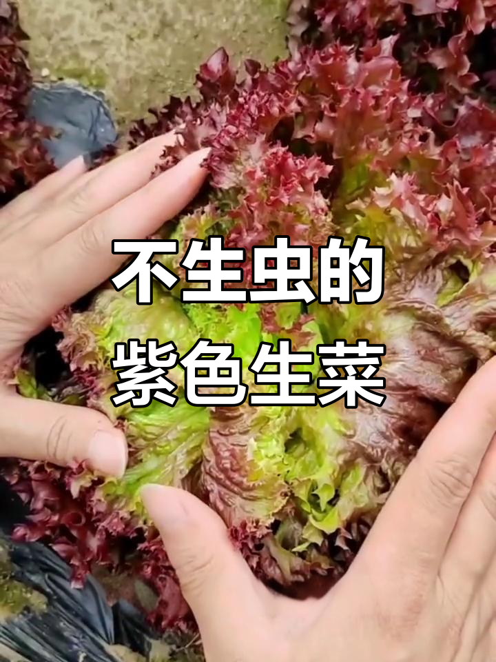 紫叶生菜:高颜值、低虫害,种植简单又美味