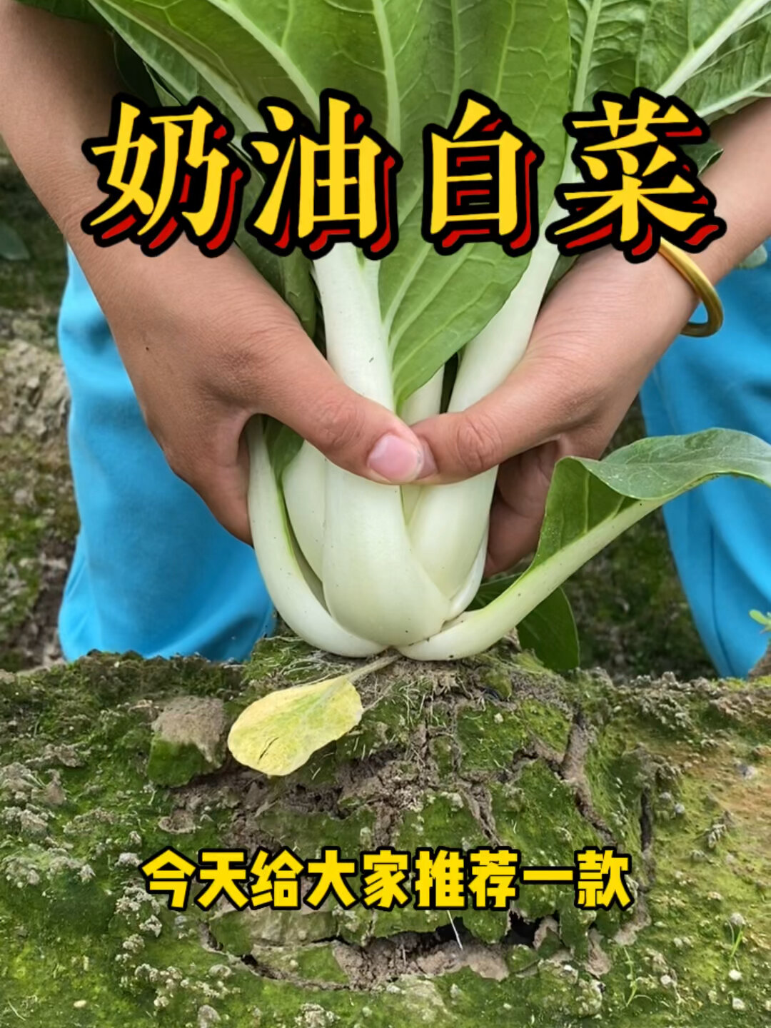 奶油白菜