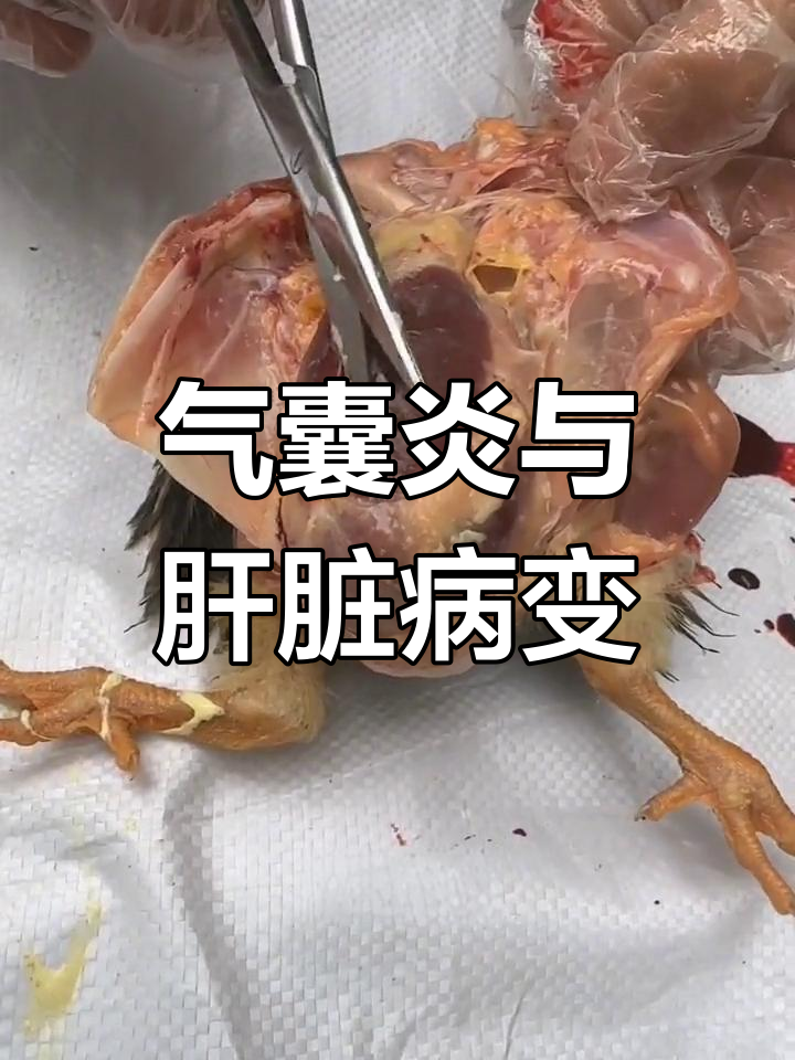 土鸡气囊炎与大肠杆菌感染分析