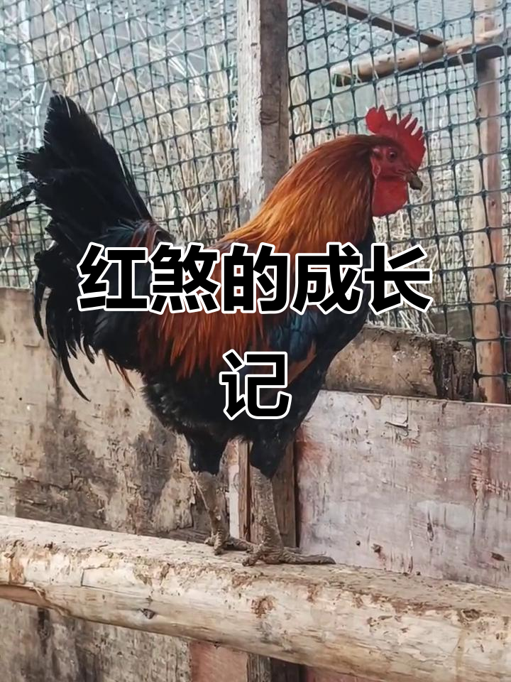 新买的柴鸡,7个月大已达4.2斤,取名“红煞”,期待它成长!