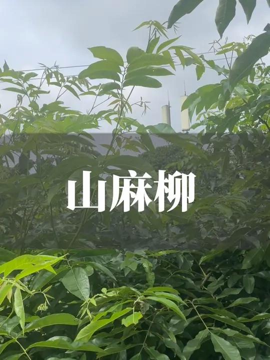 来看看这种深山珍贵的青草