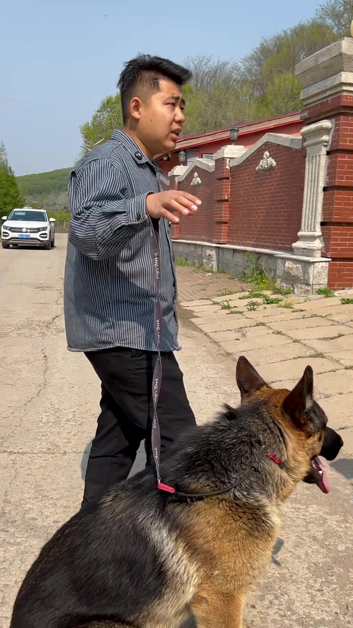 100多斤大德牧扑人，上门训犬解决困扰