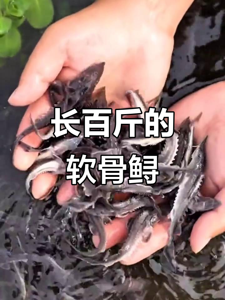 全身软骨的鲟龙鱼,最大能长两百斤!