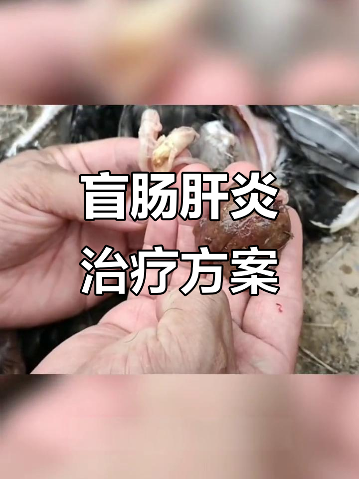 盲肠肝炎与栓塞症状解析,驱虫药+甲硝唑治疗效果显著