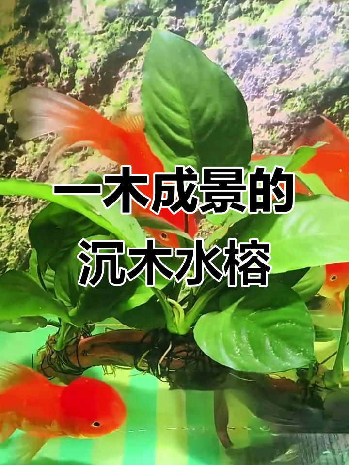 沉木水榕,新手必养!一木成景,水质净化又美观