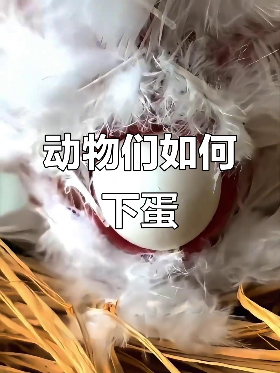 鸵鸟、乌龟、鸭子等动物下蛋大比拼，谁的姿势最搞笑？