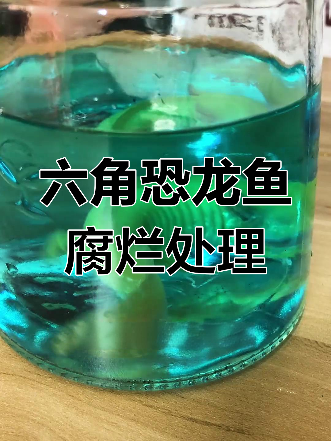 六角恐龙鱼白斑病治疗法