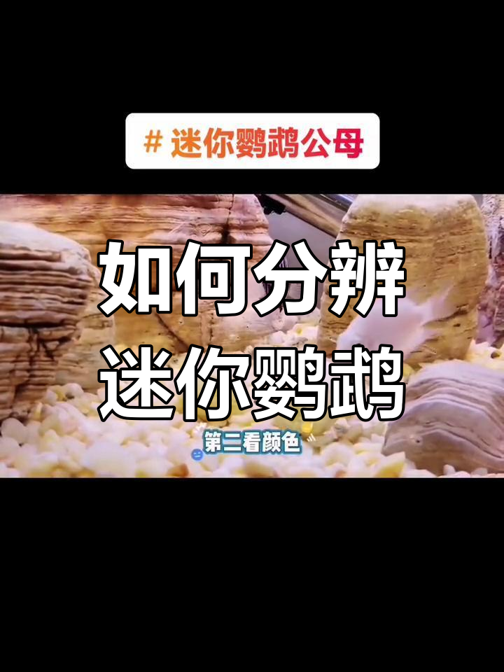 迷你鹦鹉鱼公母分辨技巧