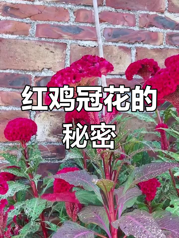 红色鸡冠花:从民间美食到经济作物,村民的致富之路