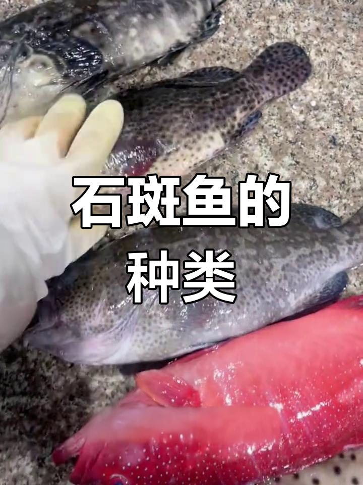 带你了解多种石斑鱼