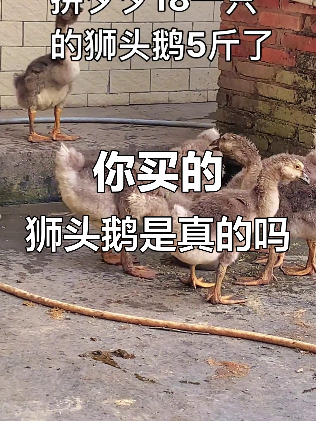 狮头鹅苗真假难辨,你买到的是鸭还是鹅?