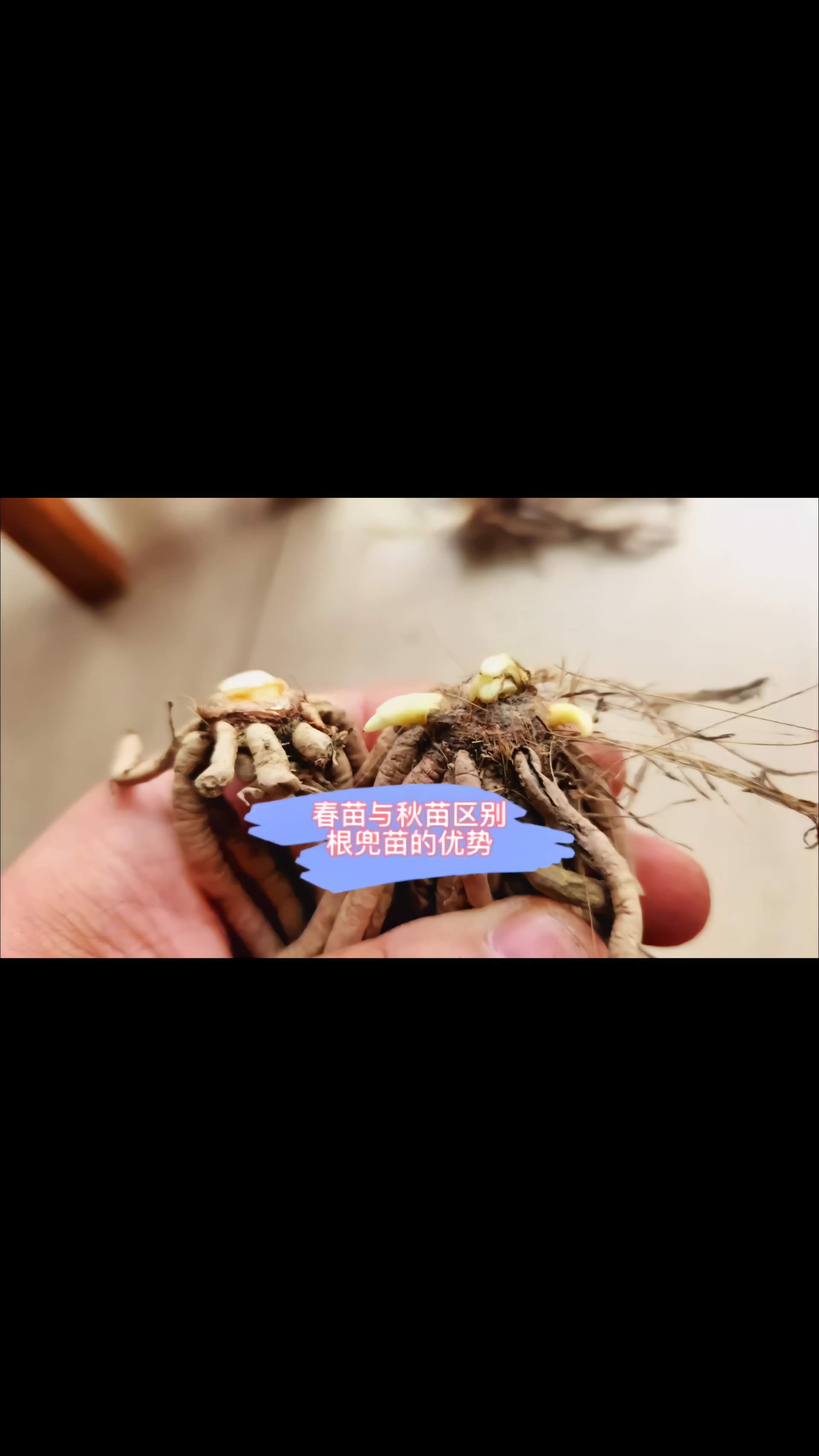 种黄花菜根兜苗如同开盲盒,你不知道她会变几棵,全靠天意!萱草花 种苗 种植 原创 黄花菜种