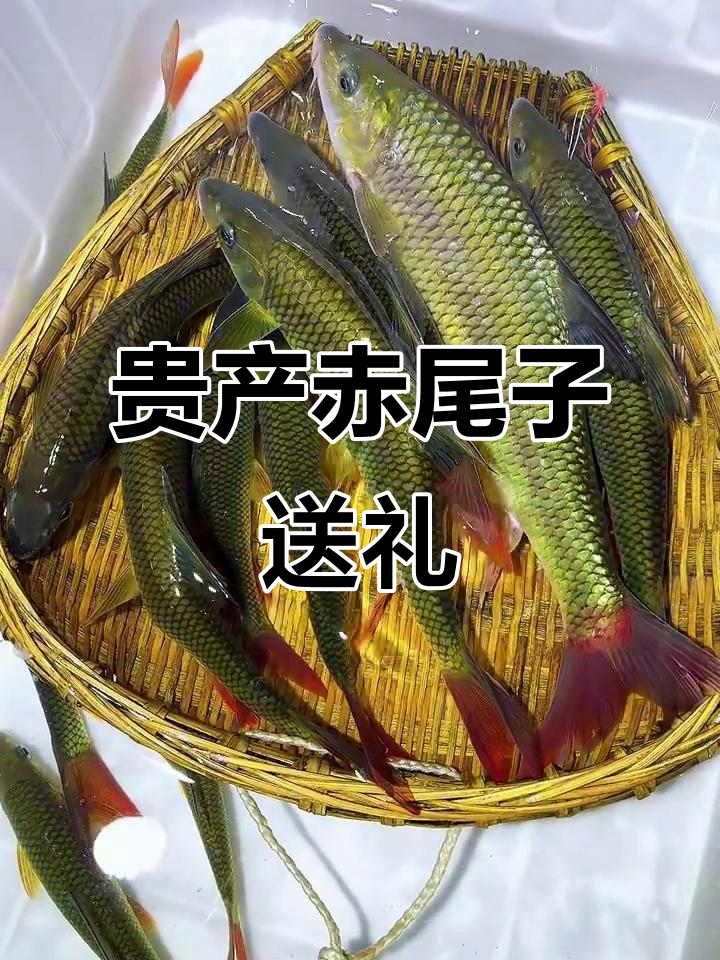 贵州特产赤尾子,春节送礼佳选!