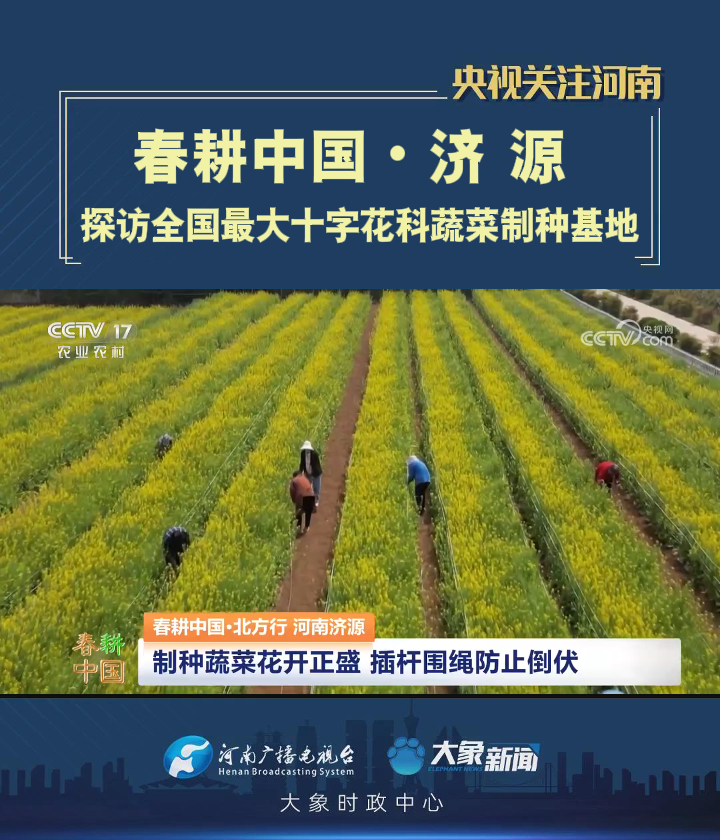 「央视关注河南济源」探访全国最大十字花科蔬菜制种基地