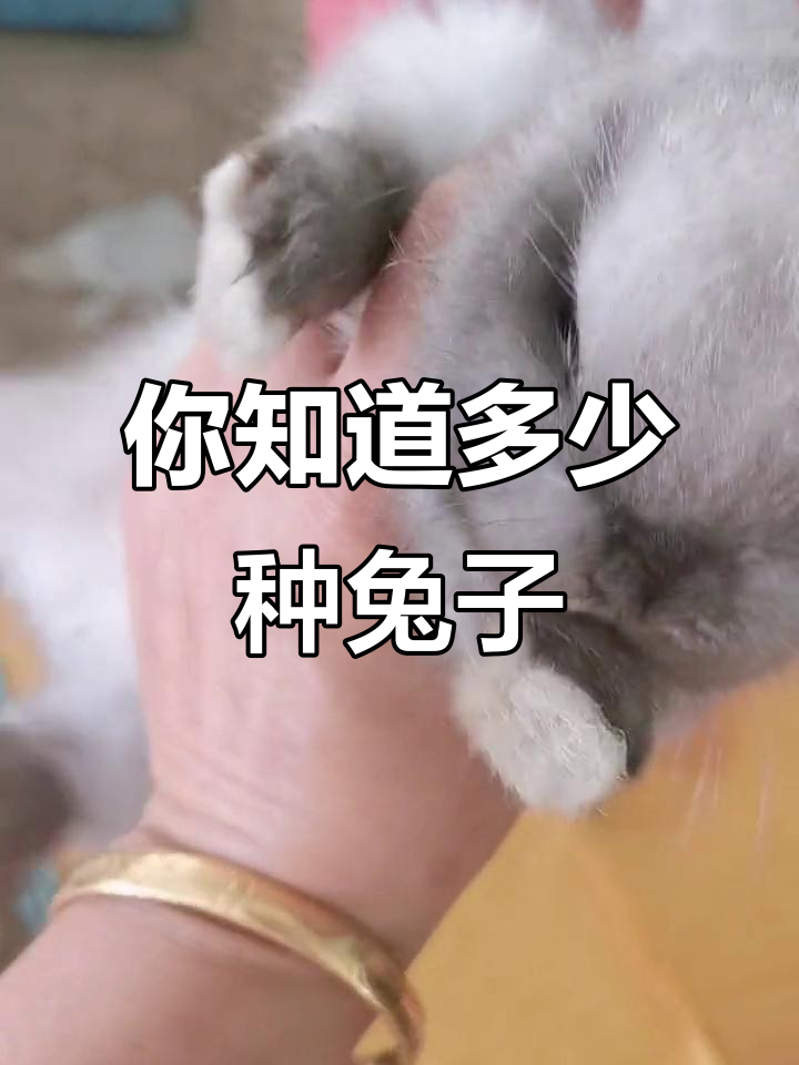 兔子品种大揭秘,这些你都知道吗?