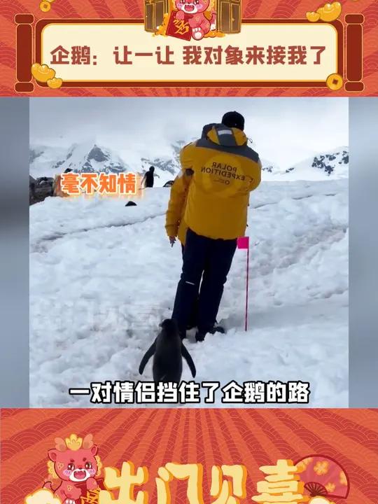 企鹅:回去就把你俩QQ冻结喽!娱乐评论大赏企鹅可爱到爆炸