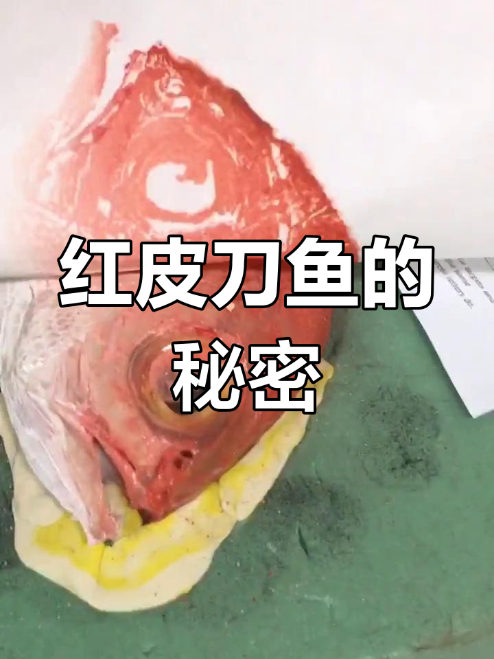 见过红皮刀鱼吗?