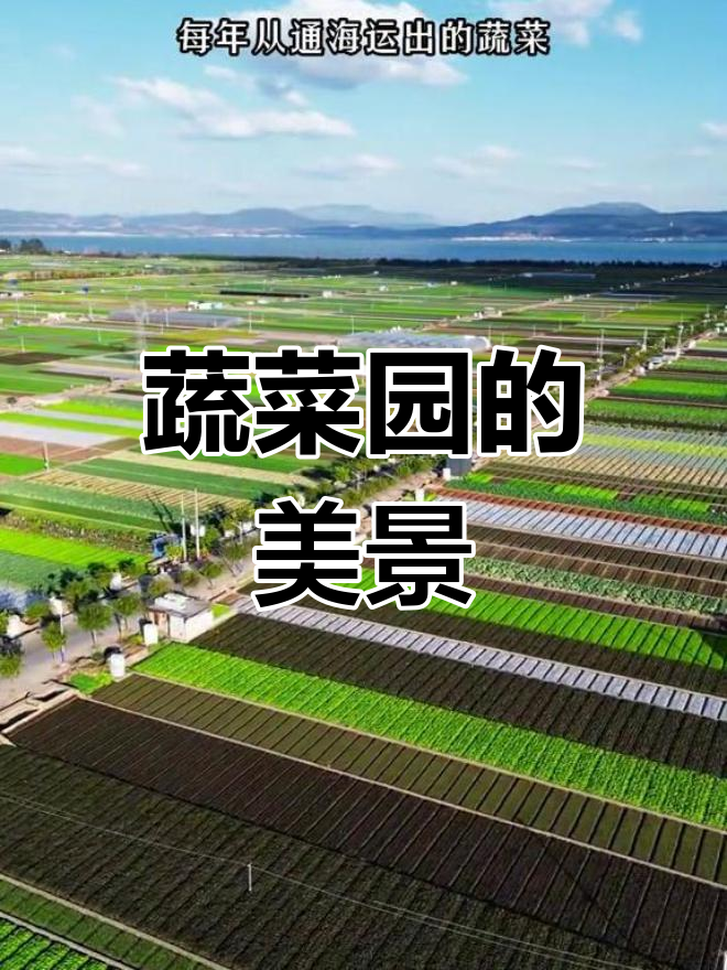 通海蔬菜园,美丽如画,成为国内外餐桌上的独特风景