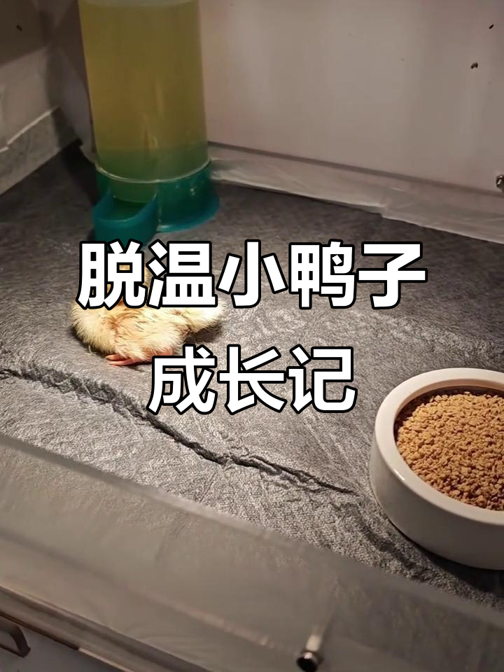 小鸭苗脱温全过程揭秘,如何应对温度变化