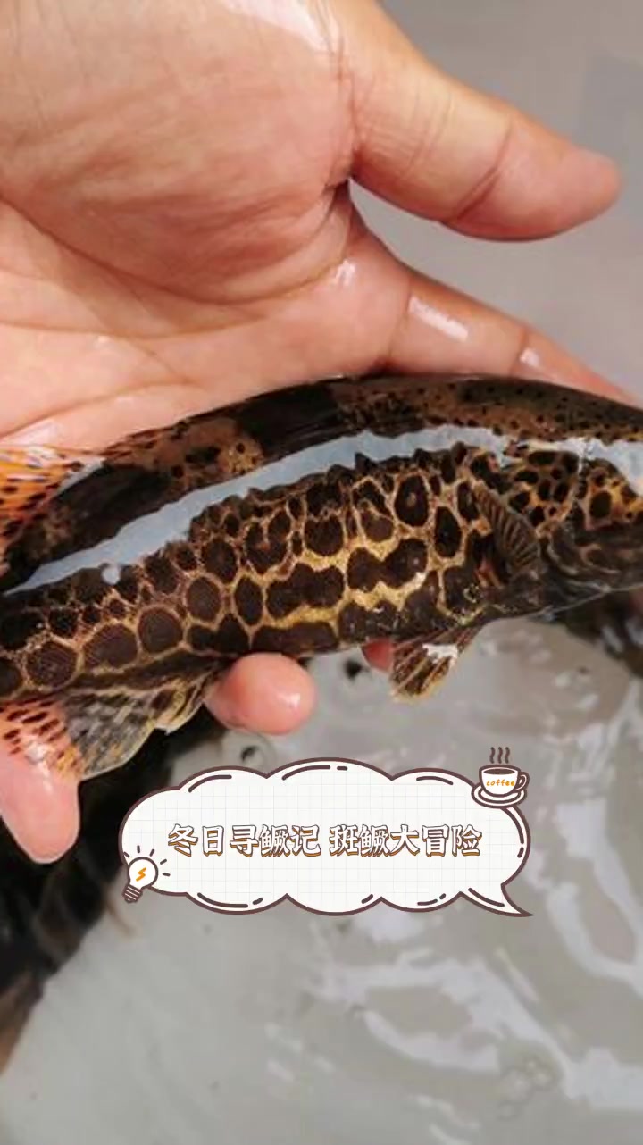 冬日寻鳜记,斑鳜大冒险