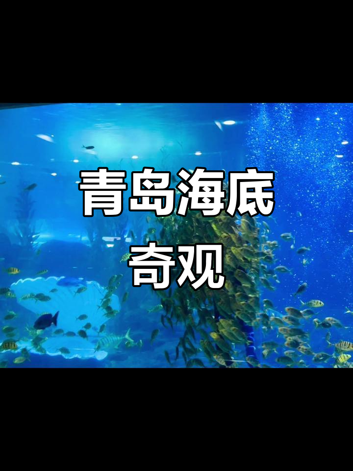 青岛海底世界:探秘神秘海洋生物