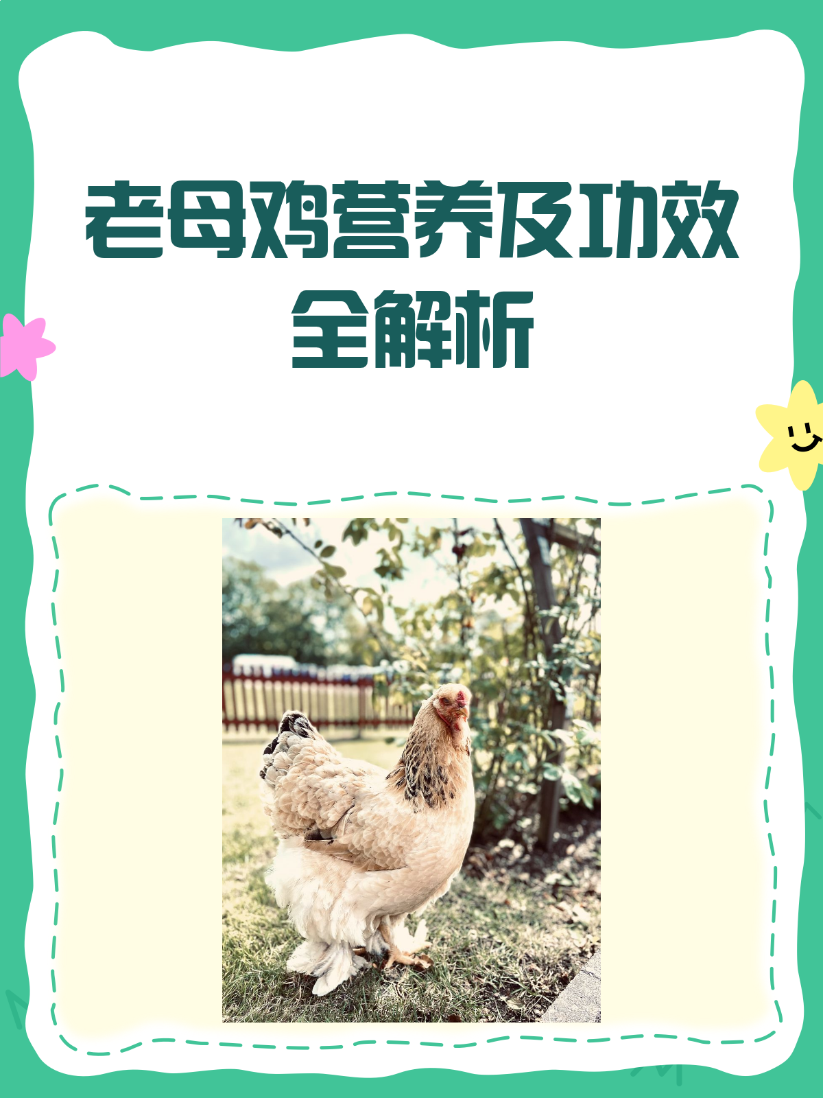 老母鸡营养大揭秘!滋补圣品还是热量炸弹?