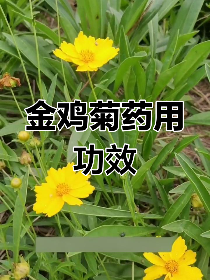 剑叶金鸡菊:清热解毒的草本植物