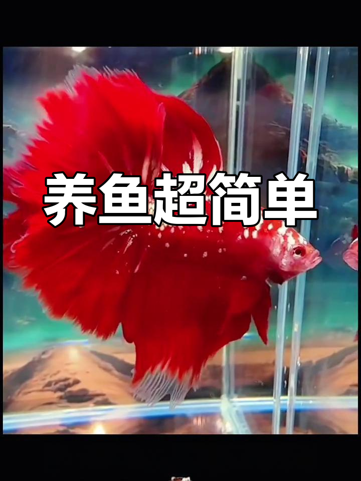 斗鱼轻松养,瓶子就能搞定!分享你的经验吧!