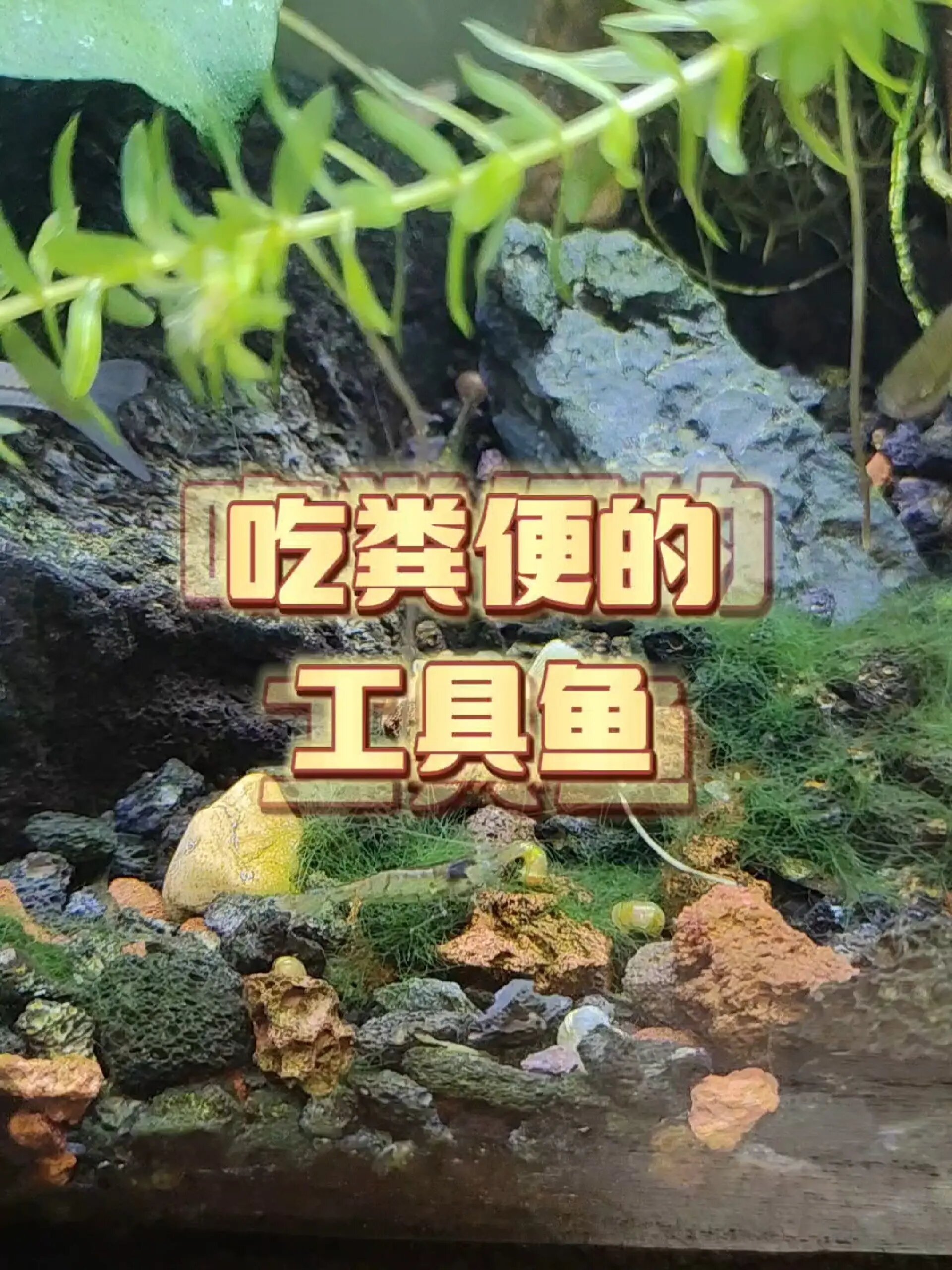 什么工具鱼吃粪便