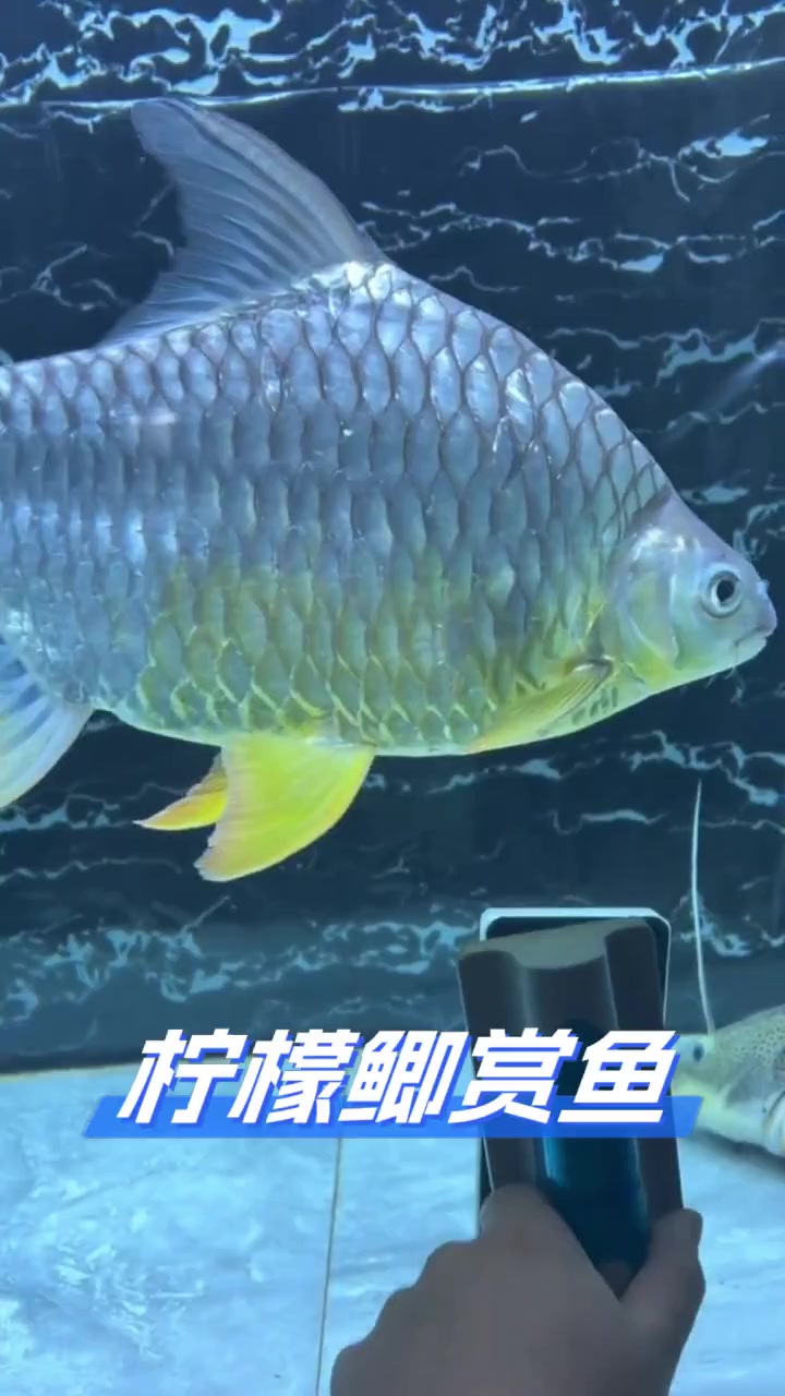 柠檬鲫赏鱼