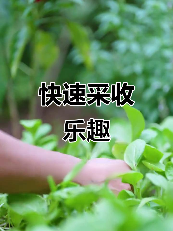 鸡毛菜生长迅速,两周内收获满满成就感