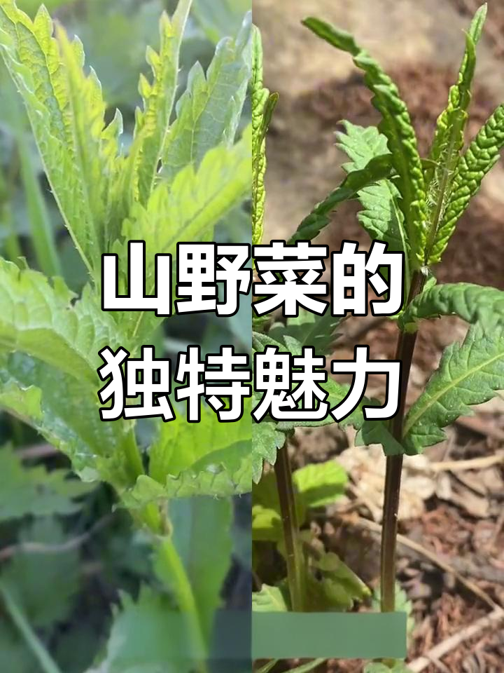 蛰麻子与山芝麻杖:两种常见东北山野菜,你认识吗?