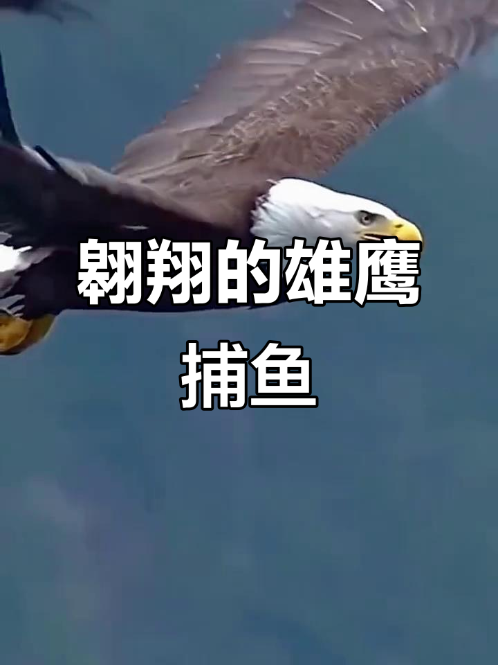 雄鹰飞行中捕捉大鱼,空中吞食惊险瞬间