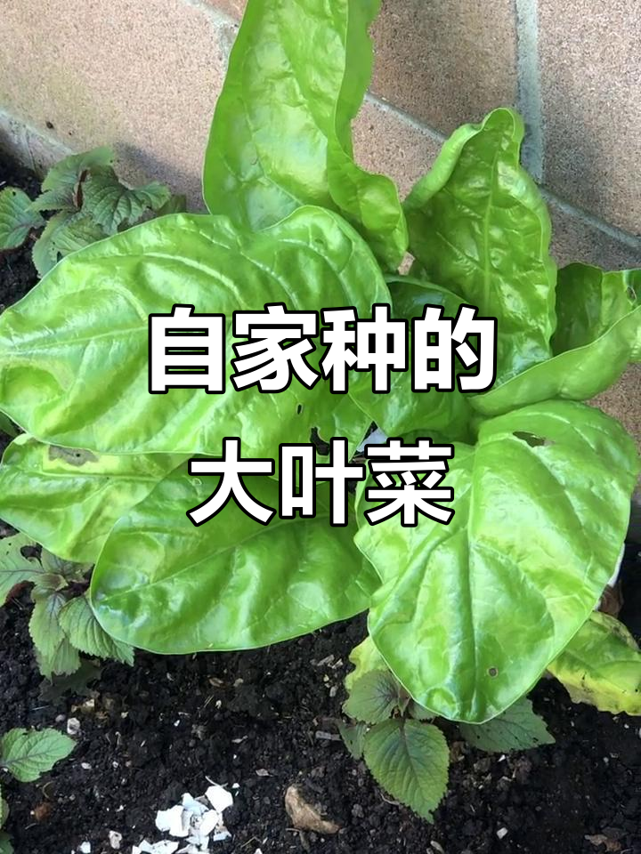 自家种的牛皮菜，炒出美味大叶菜