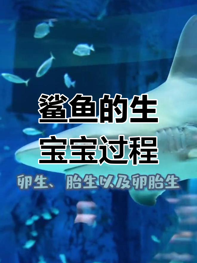 鲨鱼如何繁殖?揭秘三种生育方式