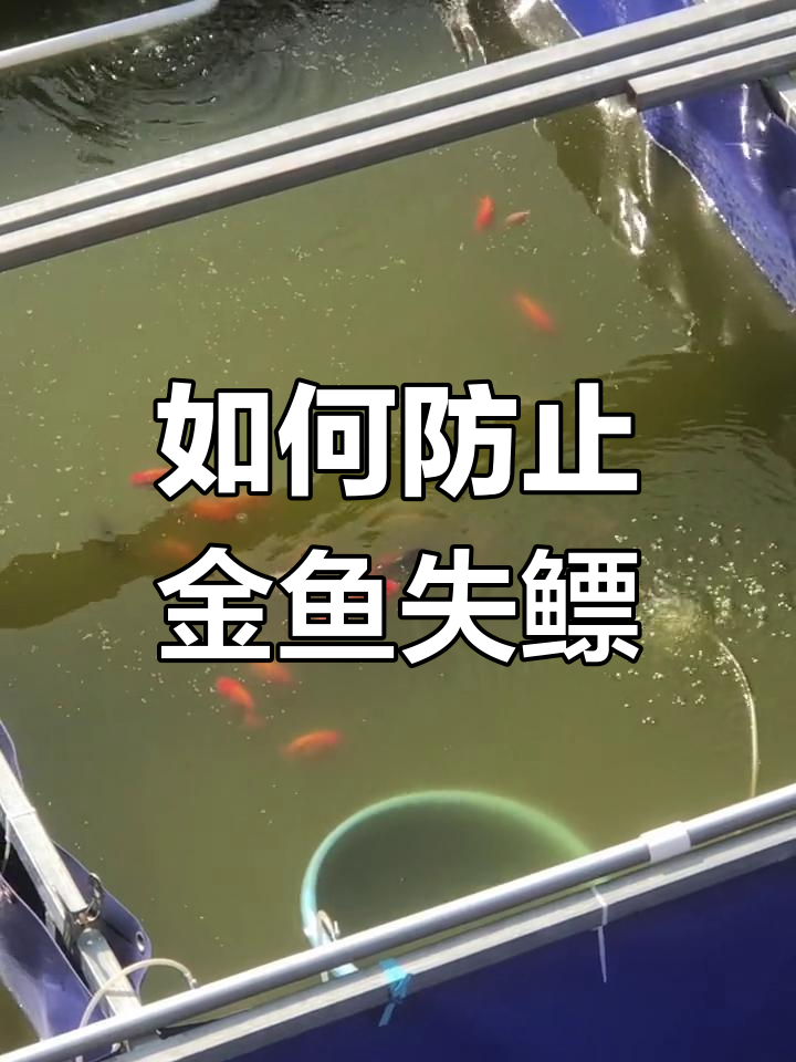 金鱼失鳔怎么办?预防与恢复技巧