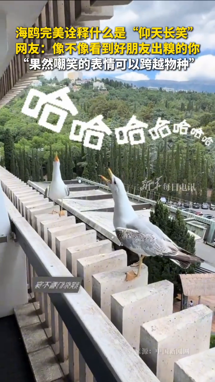 海鸥完美诠释什么是“仰天长笑” 像不像看到好朋友出糗的你