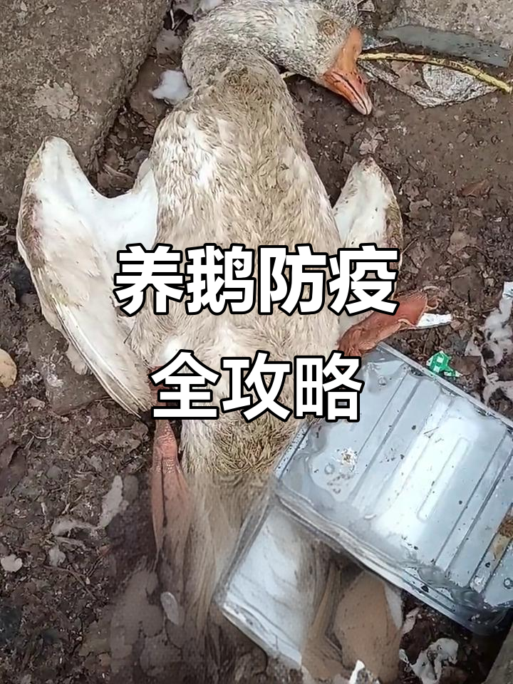 禽流感来袭,养鹅人必看应对方法!