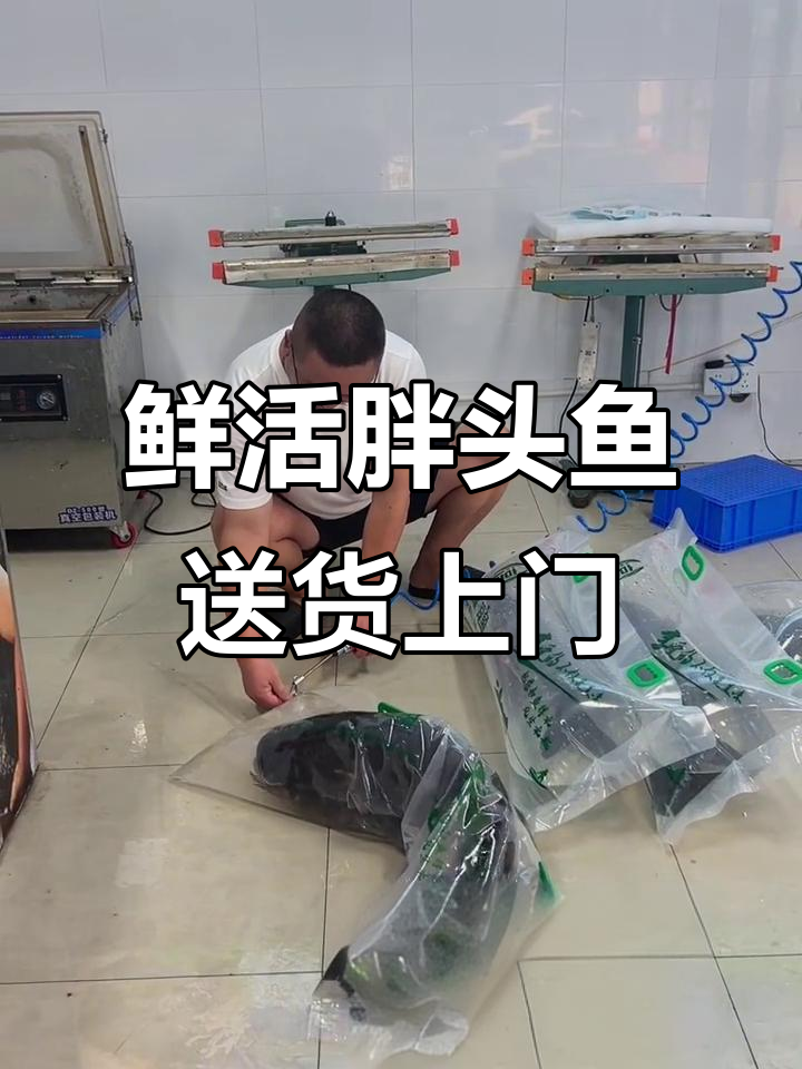 千岛湖淳牌胖头鱼,活鱼快递到家,新鲜又方便