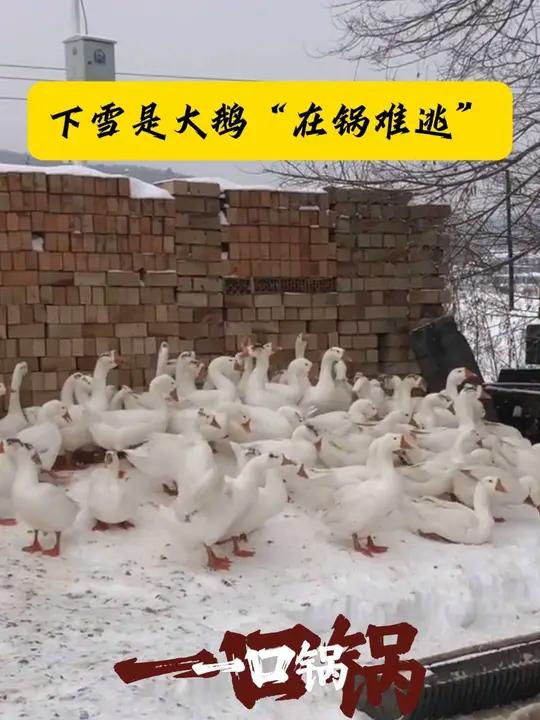 下雪是大鹅“在锅难逃”下雪了大鹅又遭殃了铁锅炖大鹅东北 