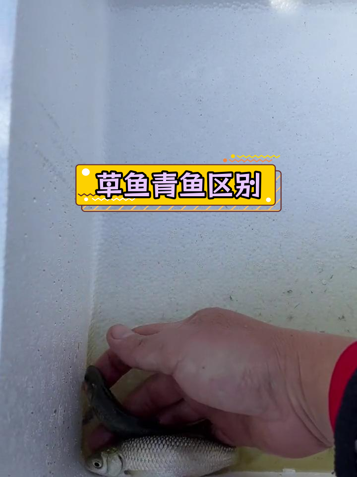 草鱼与青鱼的差异对比