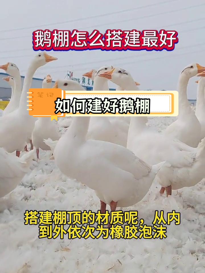 鹅棚搭建全攻略,科学养殖技巧