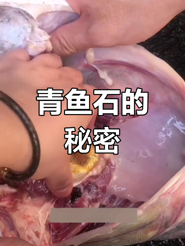 青鱼石:比黄金还珍贵的宝贝,竟藏于鱼喉深处