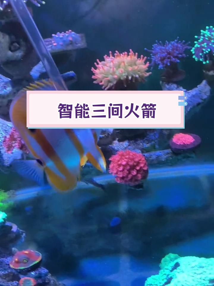 三间火箭鱼聪明互动,可爱灵性