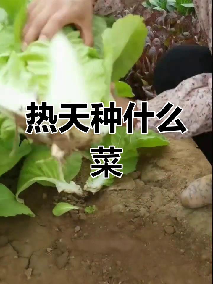 夏季耐热蔬菜推荐