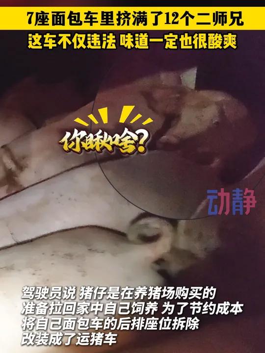 7座面包车里挤满了12个二师兄 这车不仅违法 味道一定也很酸爽 来源